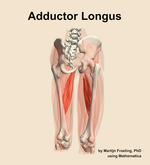 The adductor longus muscle of the thigh - orientation 6
