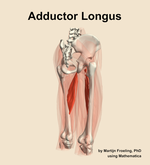 The adductor longus muscle of the thigh - orientation 7