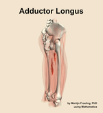 The adductor longus muscle of the thigh - orientation 8
