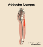 The adductor longus muscle of the thigh - orientation 9