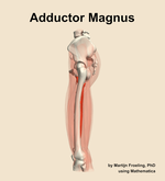 The adductor magnus muscle of the thigh - orientation 1