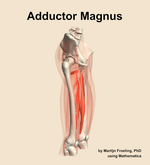 The adductor magnus muscle of the thigh - orientation 10
