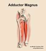 The adductor magnus muscle of the thigh - orientation 11