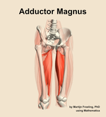 The adductor magnus muscle of the thigh - orientation 12