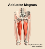 The adductor magnus muscle of the thigh - orientation 13