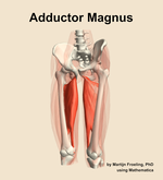 The adductor magnus muscle of the thigh - orientation 14