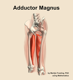 The adductor magnus muscle of the thigh - orientation 15