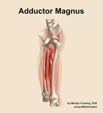 The adductor magnus muscle of the thigh - orientation 16