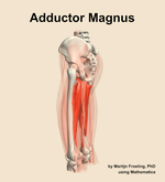 The adductor magnus muscle of the thigh - orientation 2