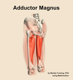 The adductor magnus muscle of the thigh - orientation 3