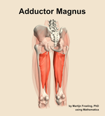 The adductor magnus muscle of the thigh - orientation 4