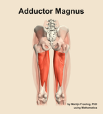The adductor magnus muscle of the thigh - orientation 5