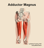 The adductor magnus muscle of the thigh - orientation 6