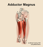The adductor magnus muscle of the thigh - orientation 7