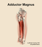 The adductor magnus muscle of the thigh - orientation 8