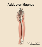 The adductor magnus muscle of the thigh - orientation 9