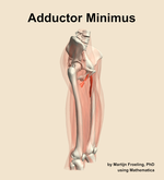 The adductor minimus muscle of the thigh - orientation 10