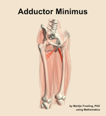 The adductor minimus muscle of the thigh - orientation 11