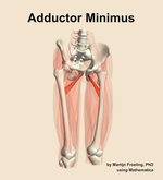 The adductor minimus muscle of the thigh - orientation 12