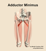 The adductor minimus muscle of the thigh - orientation 13