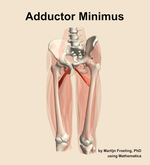 The adductor minimus muscle of the thigh - orientation 14