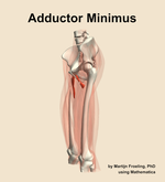 The adductor minimus muscle of the thigh - orientation 16