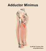 The adductor minimus muscle of the thigh - orientation 2