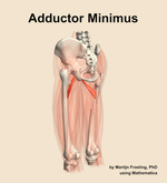 The adductor minimus muscle of the thigh - orientation 3