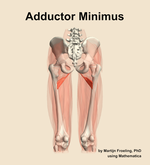 The adductor minimus muscle of the thigh - orientation 5