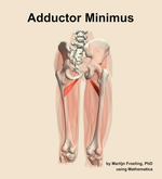The adductor minimus muscle of the thigh - orientation 6