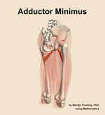 The adductor minimus muscle of the thigh - orientation 7
