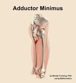 The adductor minimus muscle of the thigh - orientation 8
