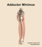 The adductor minimus muscle of the thigh - orientation 9