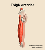 Muscles of the anterior compartment of the thigh - orientation 1