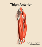 Muscles of the anterior compartment of the thigh - orientation 10