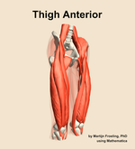 Muscles of the anterior compartment of the thigh - orientation 11