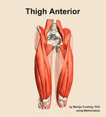 Muscles of the anterior compartment of the thigh - orientation 12