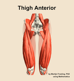 Muscles of the anterior compartment of the thigh - orientation 13