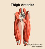 Muscles of the anterior compartment of the thigh - orientation 14