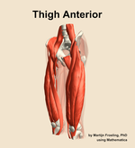 Muscles of the anterior compartment of the thigh - orientation 15