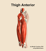 Muscles of the anterior compartment of the thigh - orientation 16