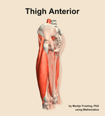 Muscles of the anterior compartment of the thigh - orientation 2