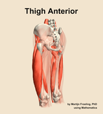 Muscles of the anterior compartment of the thigh - orientation 3