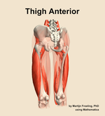 Muscles of the anterior compartment of the thigh - orientation 4