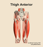 Muscles of the anterior compartment of the thigh - orientation 5