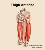 Muscles of the anterior compartment of the thigh - orientation 7