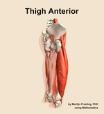 Muscles of the anterior compartment of the thigh - orientation 8