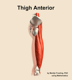 Muscles of the anterior compartment of the thigh - orientation 9