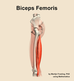 The biceps femoris muscle of the thigh - orientation 1