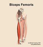 The biceps femoris muscle of the thigh - orientation 10